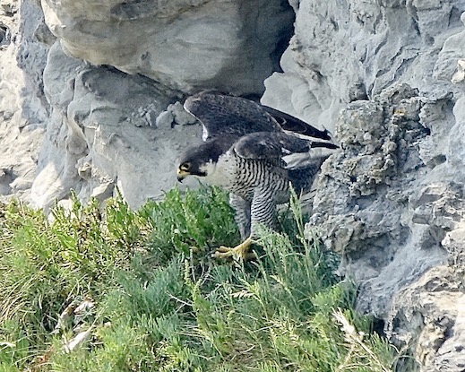 peregrine